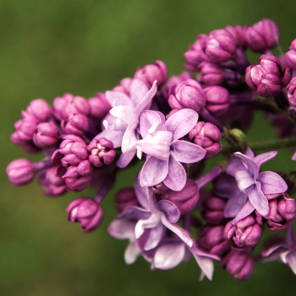 French Lilac