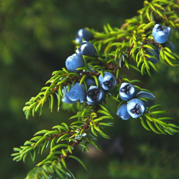 Frosted Juniper