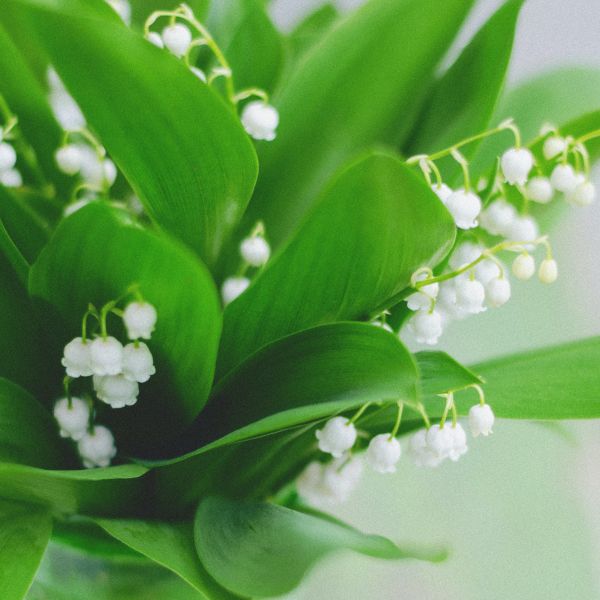 Lily of the Valley