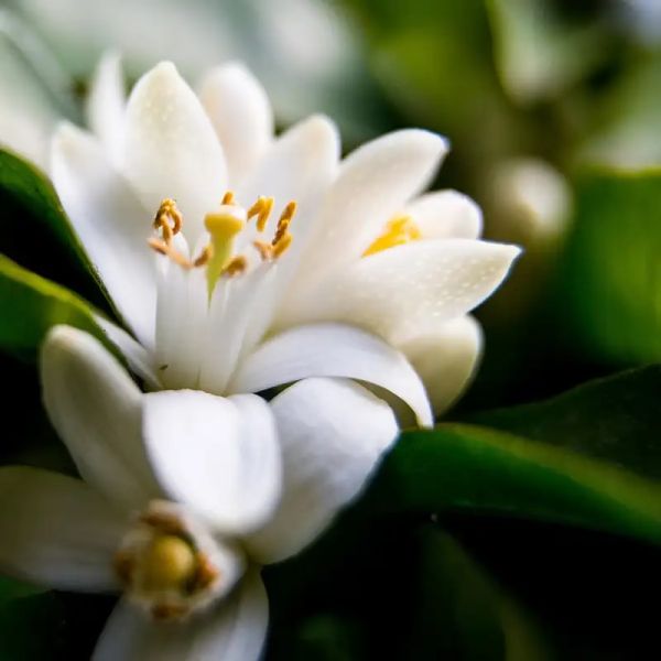 Neroli and White Jasmine