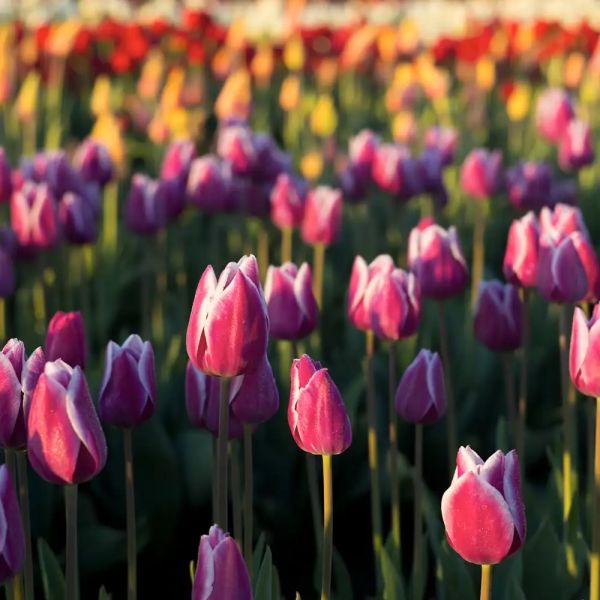 Tulip Fields