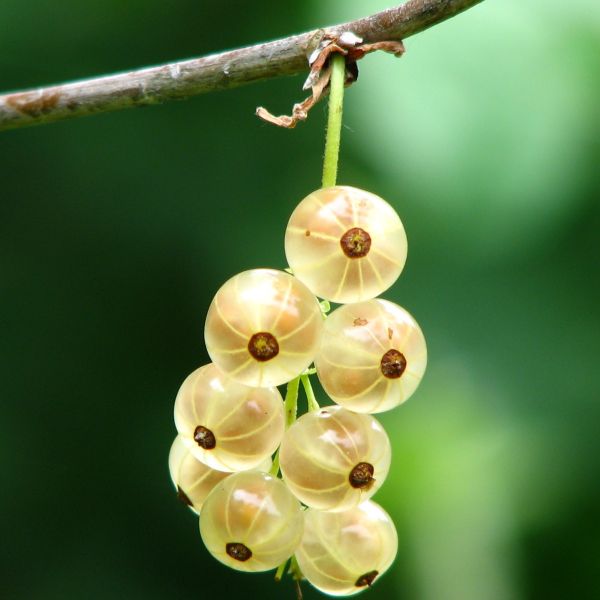 White Currant