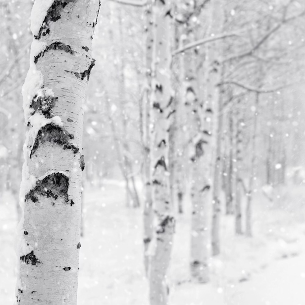 Woodland Snow